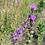 Thumbnail: Blazingstar, Rough - Liatris aspera
