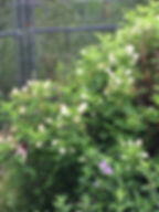 Thumbnail: New Jersey Tea - Ceanothus americanus