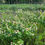 Thumbnail: Spreading Dogbane - Apocynum androsaemifolium