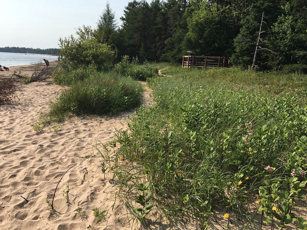 A large patch of milkweed mixed with beach grass on a beach, with Lake Michigan off to the side