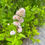 Thumbnail: White Meadowsweet - Spiraea alba