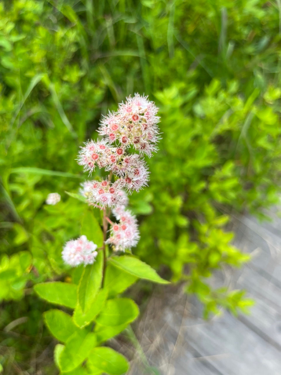 Thumbnail: White Meadowsweet - Spiraea alba
