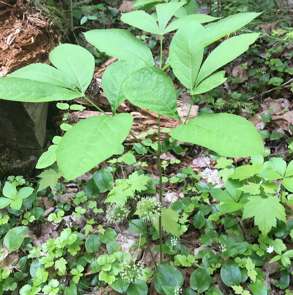Thumbnail: Sarsaparilla, Wild - Aralia nudicaulis