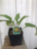 Thumbnail: Cup Plant - Silphium perfoliatum