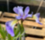 Thumbnail: Iris, Wild Blue - Iris versicolor