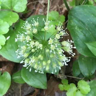 A loose ball of tiny florets on a stalk above a bed of lush green leaves of various shapes