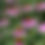 Thumbnail: Coneflower, Purple - Echinacea purpurea