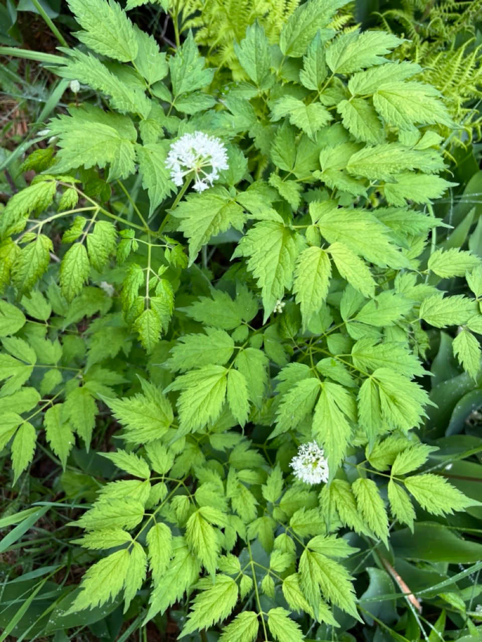 Thumbnail: Red Baneberry - Actaea rubra
