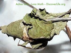 a jumble of leaves conceals a luna moth pupa