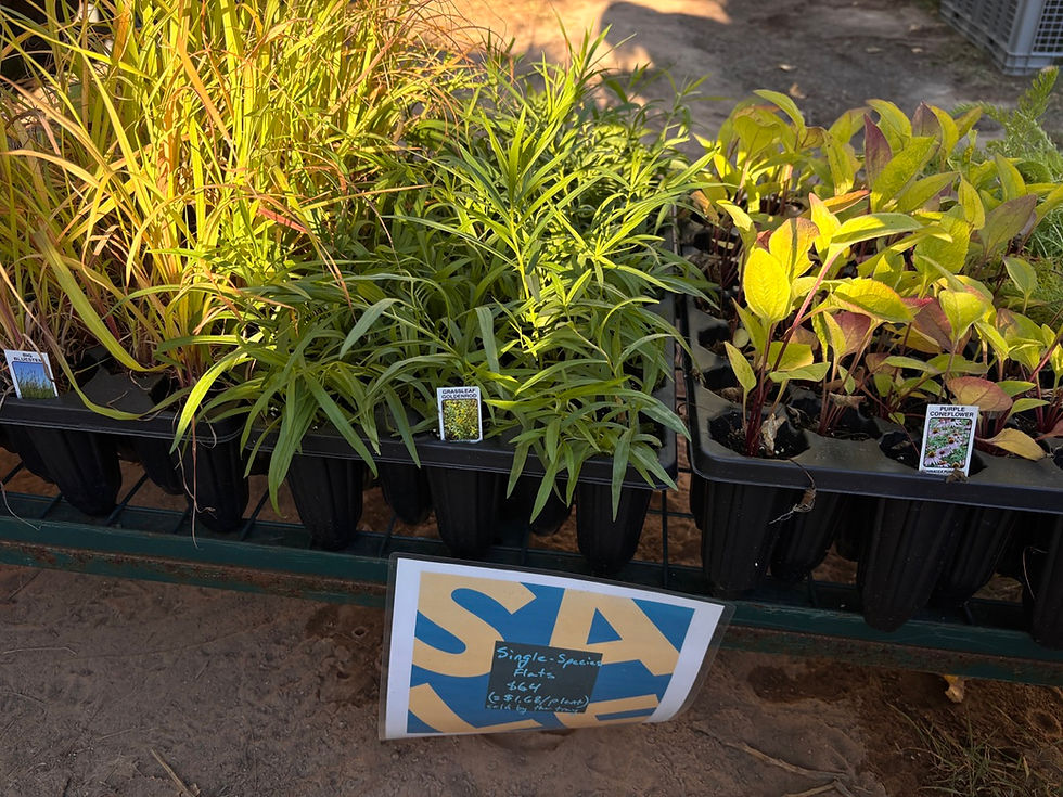 Clearance Plant Sale