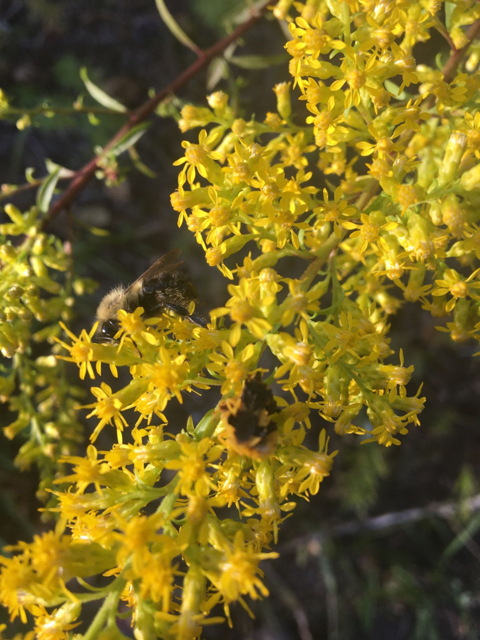 Thumbnail: Goldenrod, Showy - Solidago speciosa 