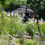 Thumbnail: Culver’s Root - Veronicastrum virginicum