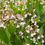 Thumbnail: Spreading Dogbane - Apocynum androsaemifolium