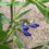 Thumbnail: Beach Pea - Lathyrus japonicus