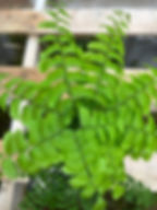 Northern Maidenhair Fern - Adiantum pedatum