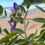 Thumbnail: Beach Pea - Lathyrus japonicus