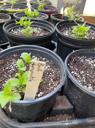 small bushes in big round pots