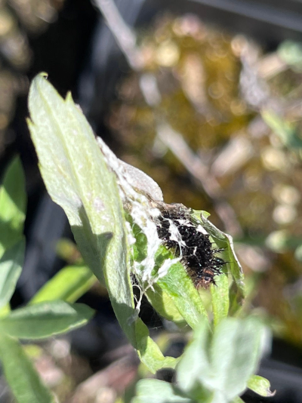Thumbnail: Pearly Everlasting - Anaphalis margaritacea