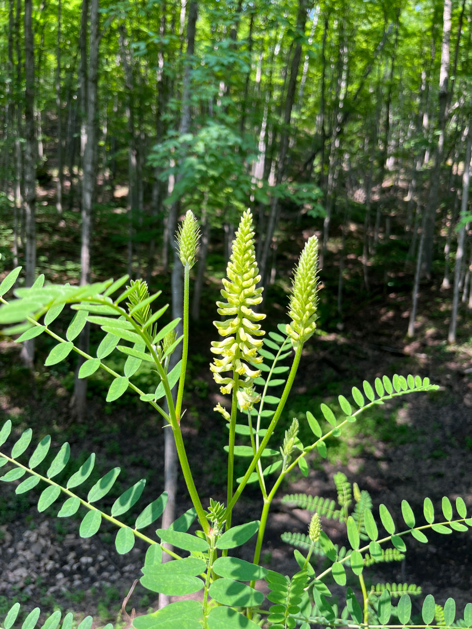 Thumbnail: Canadian Milkvetch - Astragalus canadensis
