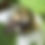 Thumbnail: Thimbleberry - Rubus parviflorus