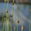 Thumbnail: Bulrush, Three Square - Schoenoplectus pungens