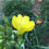 Thumbnail: Evening Primrose - Oenothera biennis
