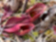 Thumbnail: Northern Pitcher Plant - Sarracenia purpurea
