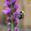 Thumbnail: Blazingstar, Rough - Liatris aspera