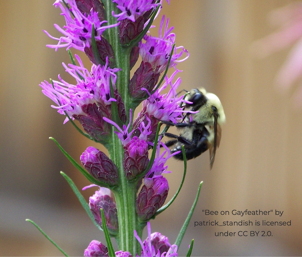 Thumbnail: Blazingstar, Rough - Liatris aspera