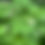 Thumbnail: Thimbleberry - Rubus parviflorus