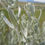 Thumbnail: Prairie Sage - Artemisia ludoviciana