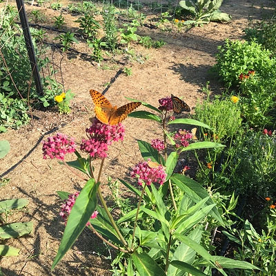 Swamp Milkweed Butterflies_edited_edited