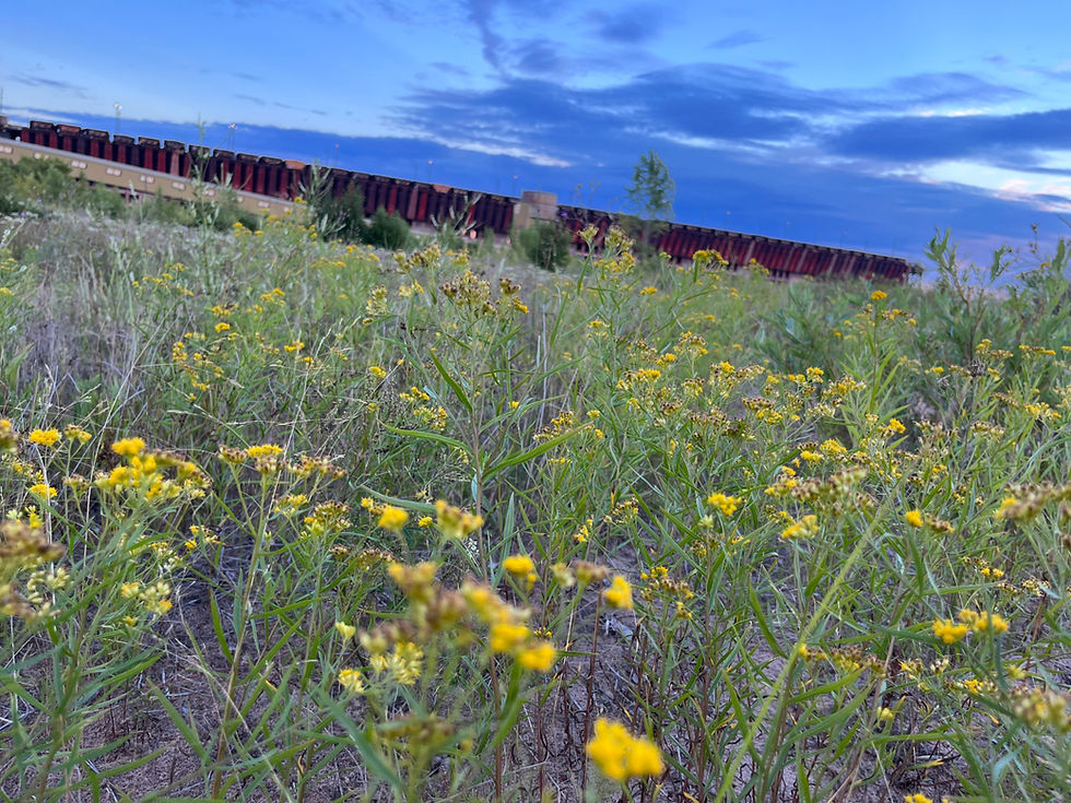 Thumbnail: Grassleaf Goldenrod - Euthamia graminifolia