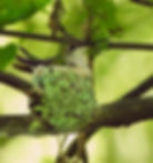 Hummingbird nest