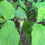 Thumbnail: Jack In The Pulpit - Arisaema triphyllum