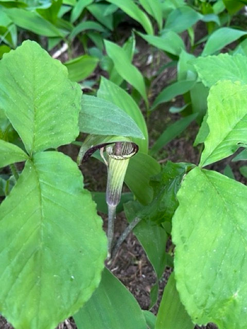 Jack In The Pulpit - Arisaema triphyllum