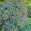 Thumbnail: Elderberry, Black - Sambucus canadensis