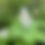 Thumbnail: Thimbleberry - Rubus parviflorus