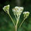 Thumbnail: Pale Purple Plantain - Arnoglossum atriplicifolium