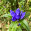 Thumbnail: Bottle Gentian - Gentiana andrewsii