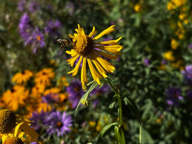 Thumbnail: Dogtooth Daisy - Helenium autumnale