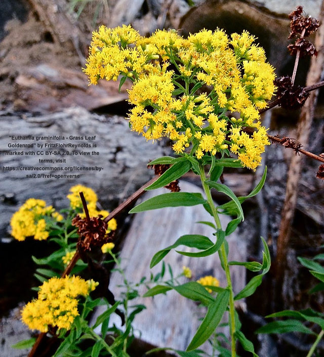 Grassleaf Goldenrod
