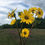 Thumbnail: Prairie Dock - Silphium terebinthinaceum
