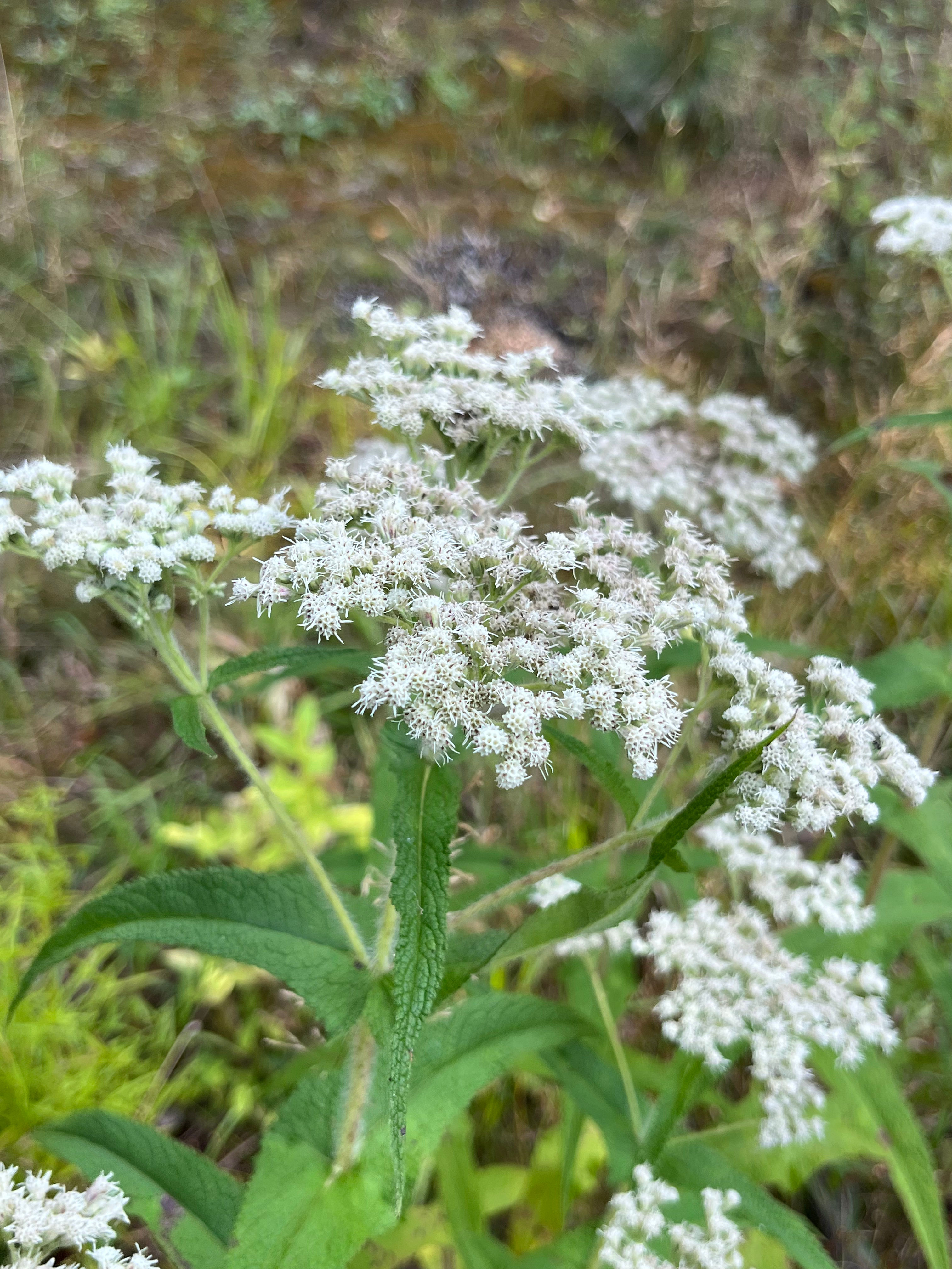 Boneset - Eupatorium perfoliatum