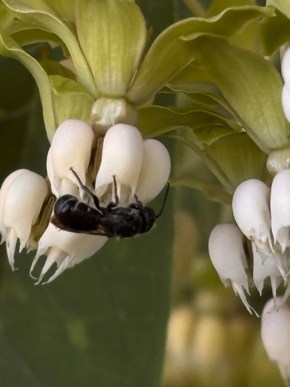 Thumbnail: Poke Milkweed - Asclepias exaltata
