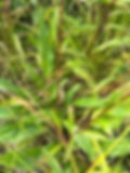 Thumbnail: Goldenrod, Bog - Solidago uliginosa