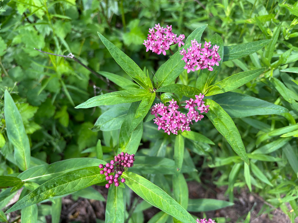 Thumbnail: Milkweed, Rose - Asclepias incarnata