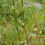 Thumbnail: Path Rush - Juncus tenuis