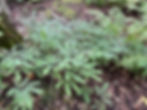 Thumbnail: Northern Maidenhair Fern - Adiantum pedatum