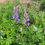 Thumbnail: Lupine, Wild Sundial - Lupinus perennis